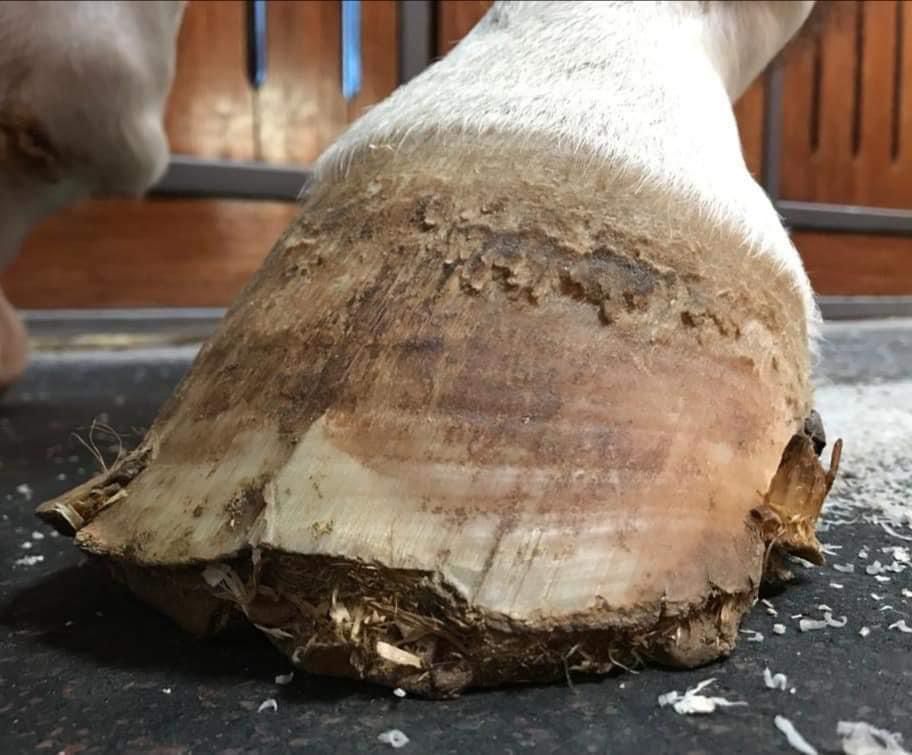 Brüchige und spröde Pferdehufe