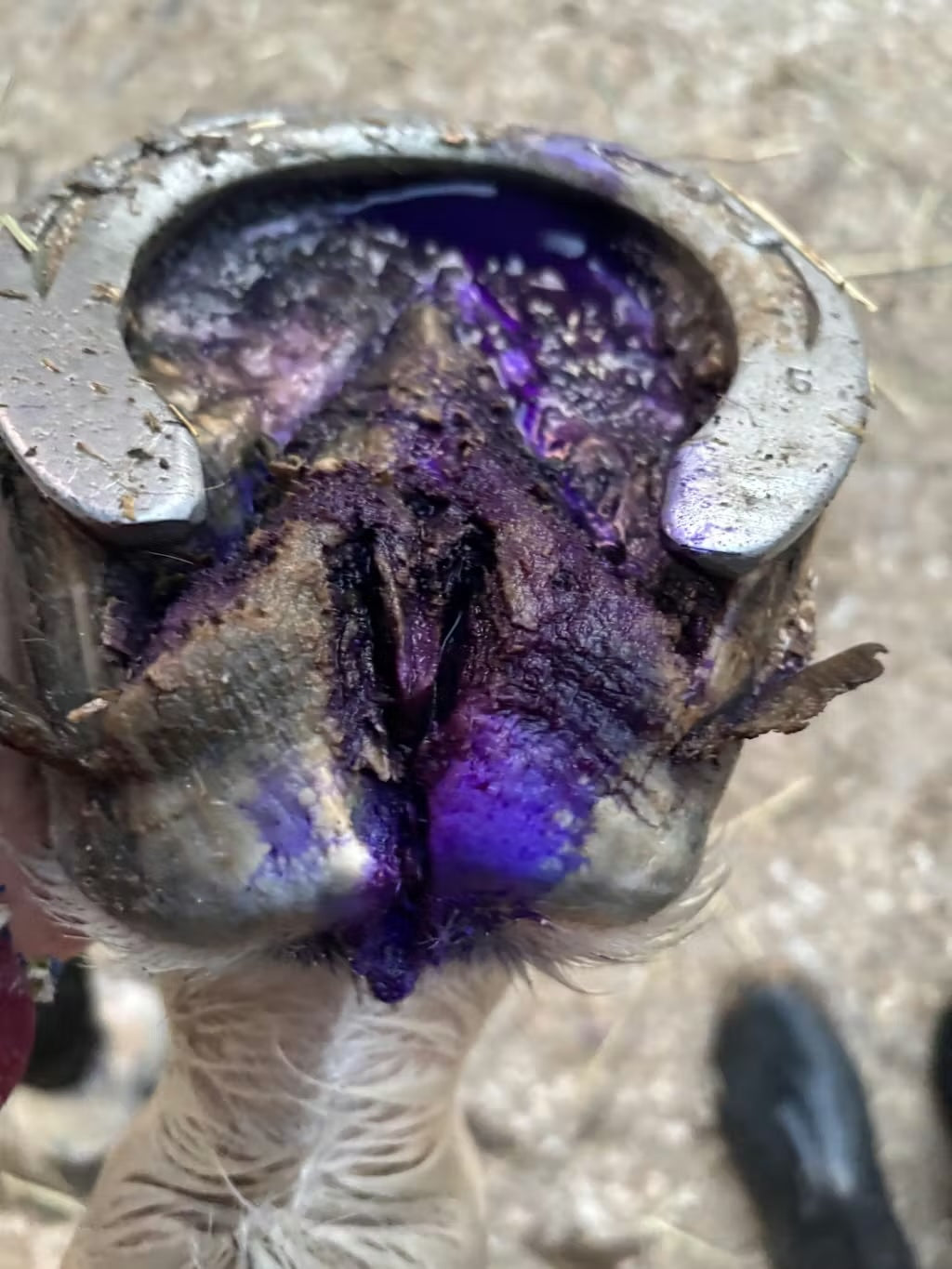 Strahlfäule beim Pferd: Ursachen, Symptome und Behandlung