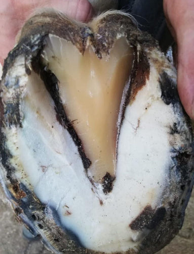 Strahlfäule richtig behandeln: Was Sie wissen müssen