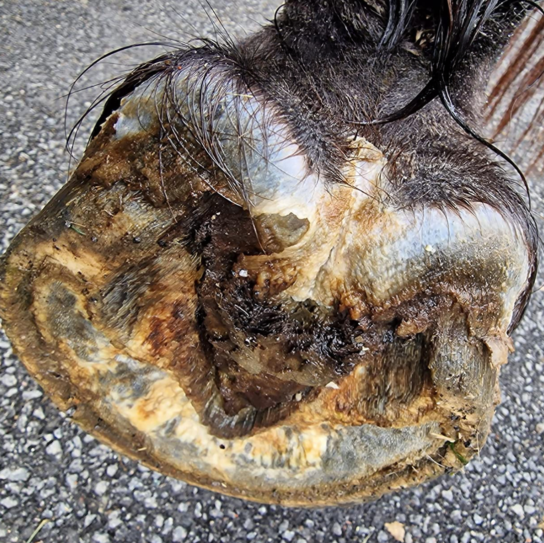 Strahlfäule: Das leise Drama unter dem Huf