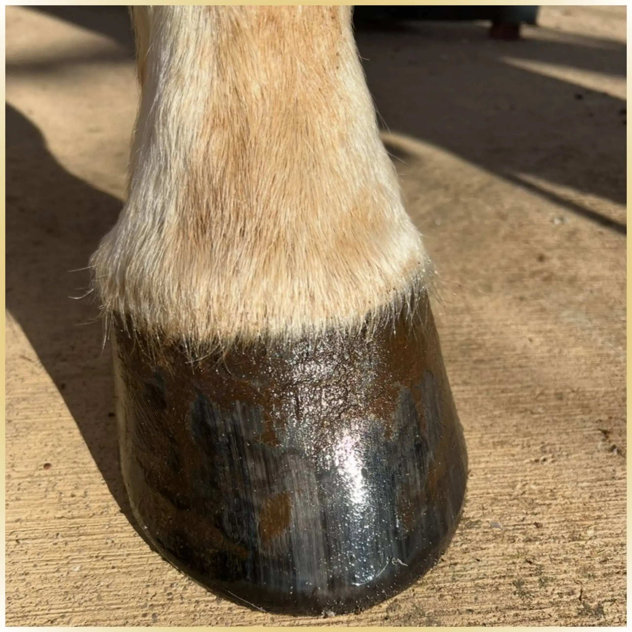 Hufbalsam Spezial - fördert das Hornwachstum und verleiht dem Huf Elastizität & Glanz; intensive Pflege für gesunde, widerstandsfähige Hufe | Hoofgold