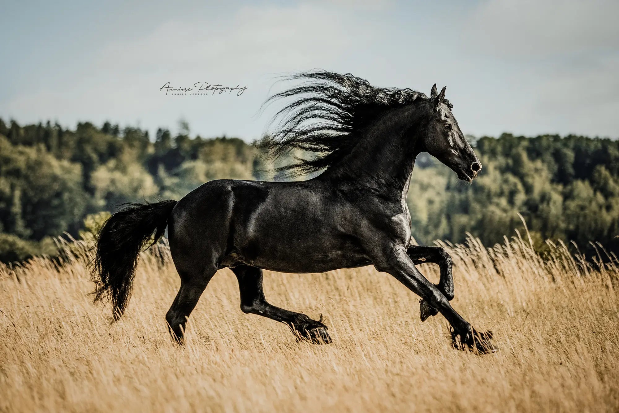 WOOW Show-Shine-Spray – sorgt für seidige Mähne & Schweif, verhindert Verknotungen und schützt das Haarkleid langanhaltend | Hoofgold