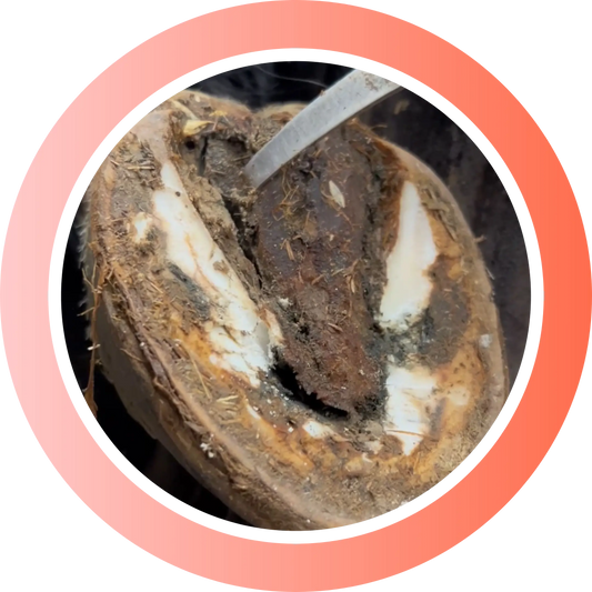 Strahlfäule – das leise Drama unter dem Huf