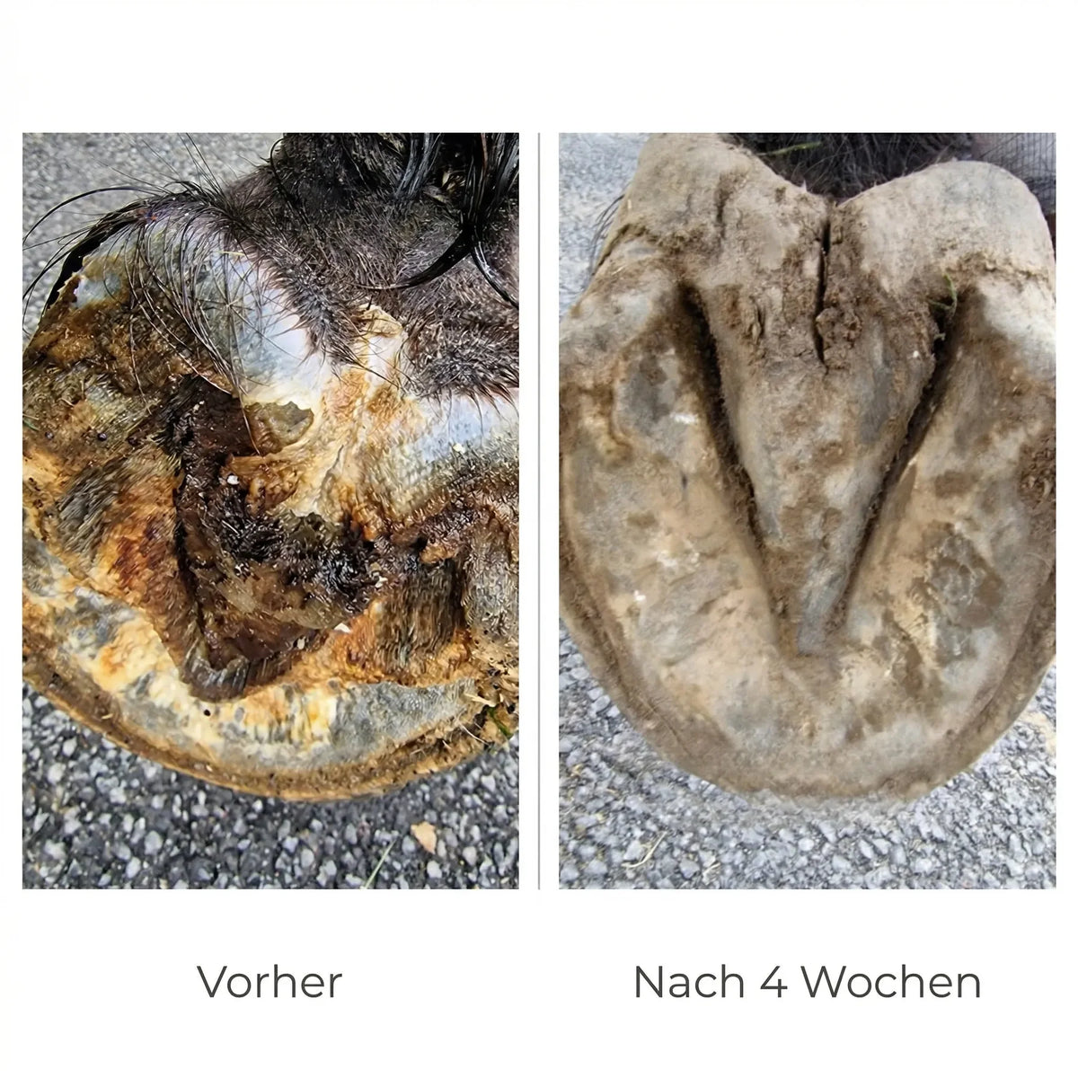 Unveränderte Originalfotos aus der BlueStuff-Galerie: vorher und nach 4 Wochen BlueStuff-Pflege. Hufkur war nicht Teil dieser Anwendung; gezeigter Einzelfall.