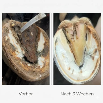 Unveränderte Originalfotos aus der BlueStuff-Galerie: vorher und nach 3 Wochen BlueStuff-Pflege. Hufkur war nicht Teil dieser Anwendung; gezeigter Einzelfall.