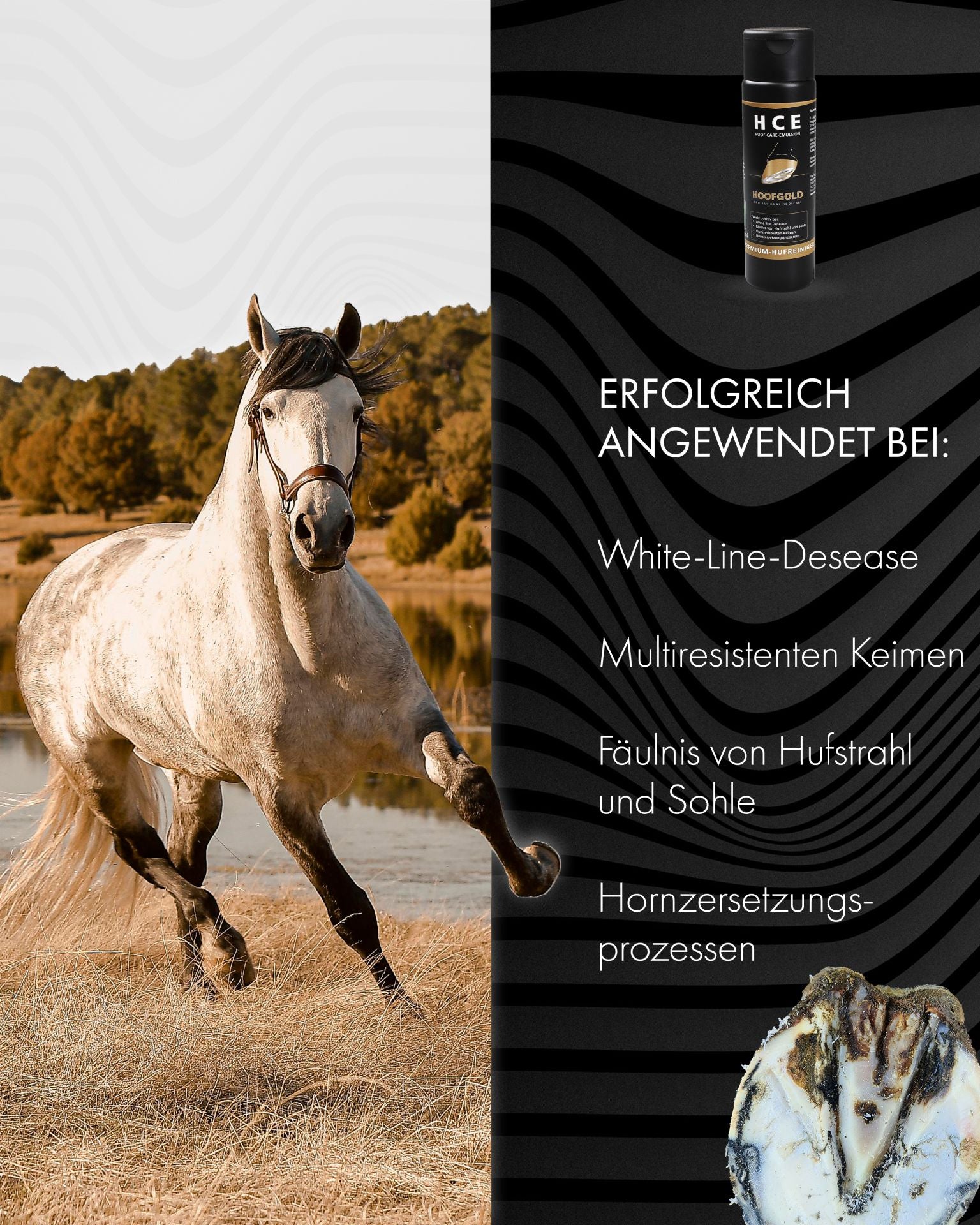 HCE Hufreiniger – beugt Strahlfäule und Fäulnis vor; sorgt für hygienische Hufpflege und unterstützt gesunde, widerstandsfähige Hufe | Hoofgold