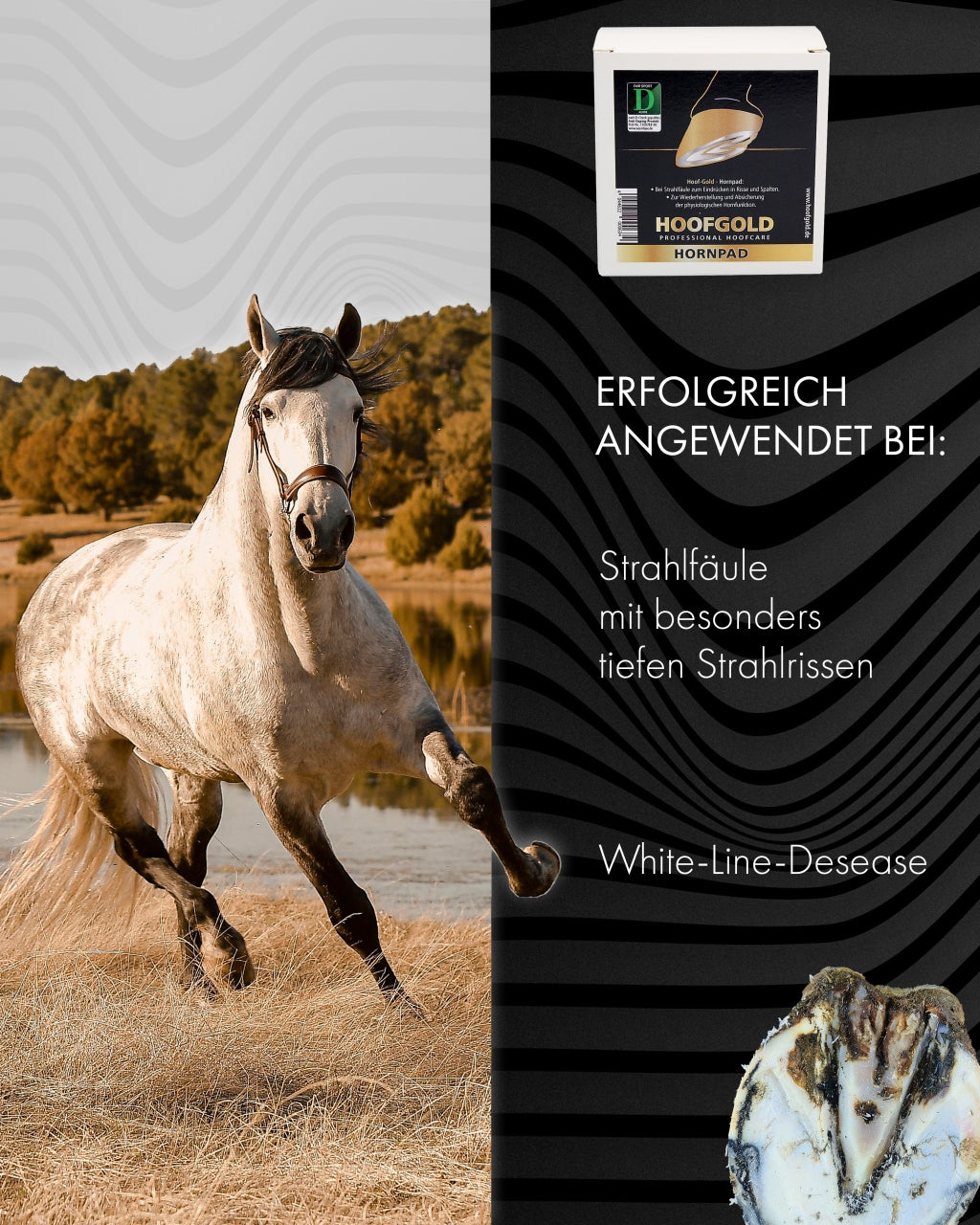 Hornpad – fördert die Regeneration des Hufhorns bei Strahlrissen und Strahlfäule; stärkt und unterstützt die Heilung geschädigter Hufe | Hoofgold