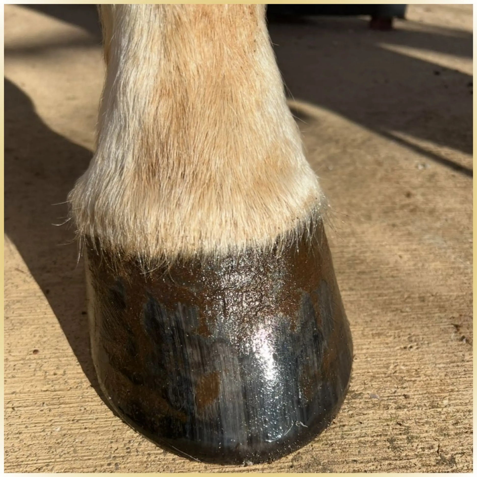 Hufbalsam Spezial - fördert das Hornwachstum und verleiht dem Huf Elastizität & Glanz; intensive Pflege für gesunde, widerstandsfähige Hufe | Hoofgold