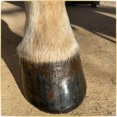 Hufbalsam Spezial - fördert das Hornwachstum und verleiht dem Huf Elastizität & Glanz; intensive Pflege für gesunde, widerstandsfähige Hufe | Hoofgold