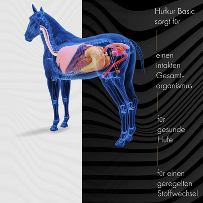 Hufkur- unterstützt das Hufwachstum und fördert die Regeneration bei brüchigen Hufen, Strahlfäule & Hufrehe; Nährstoffkomplex für starke Hufe | Hoofgold
