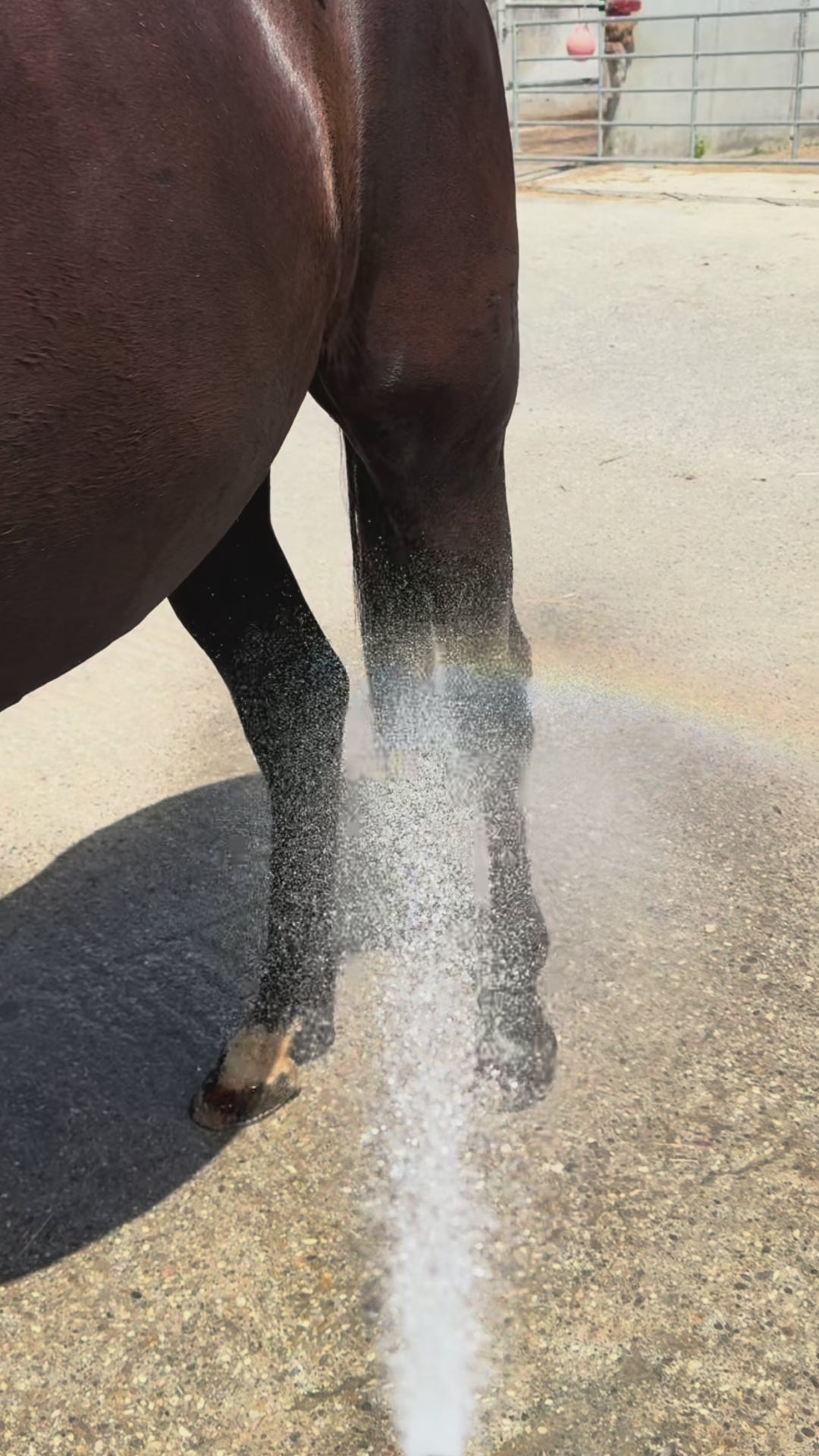 WOOW Show Shine Spray, tail and mane spray for shine and volume 