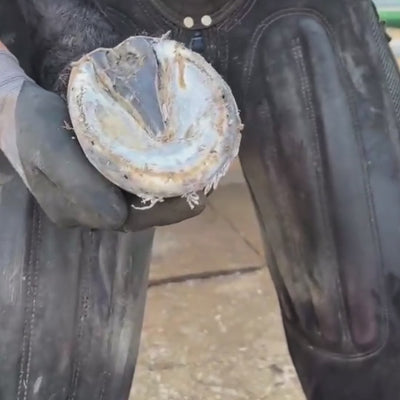 BlueStuff Strahlpflegemittel - Schnelle Hilfe bei Strahlfäule