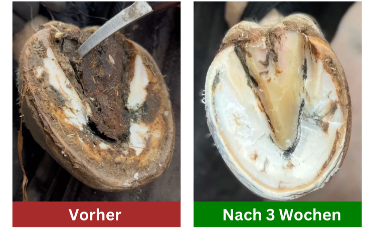 Strahlfäule beim Pferd behandeln: Vorher-Nachher-Vergleich der Heilung durch bewährte Mittel.